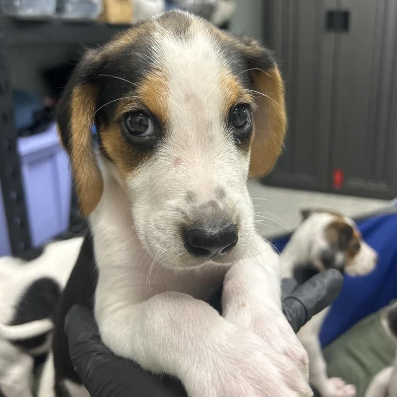 A baby small-sized male White / Cream Hound dog named Delta for adoption in Jupiter, FL