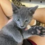 A baby small-sized female Gray / Blue / Silver Domestic Short Hair cat named Leia Organa Butler for adoption in Flagstaff, AZ