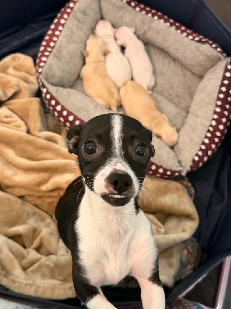 Izzy