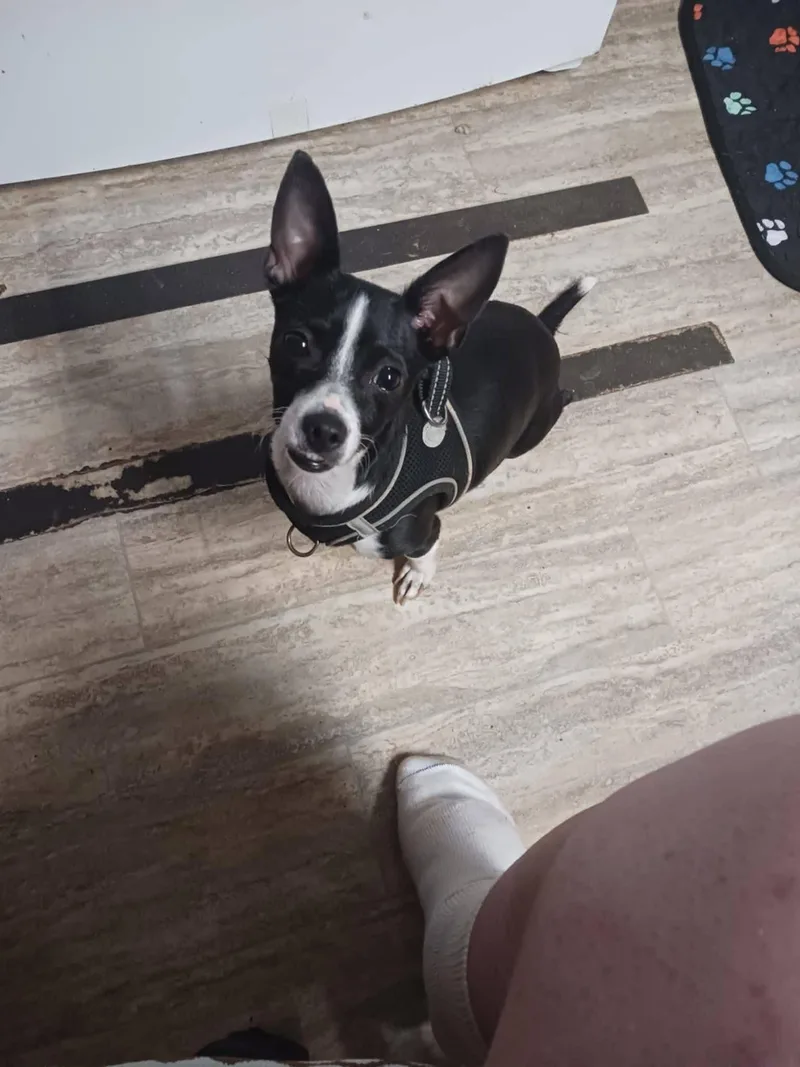 Izzy thumbnail 3