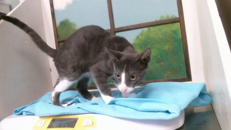 A baby small-sized female Domestic Short Hair cat named Rose for adoption in Houston, TX