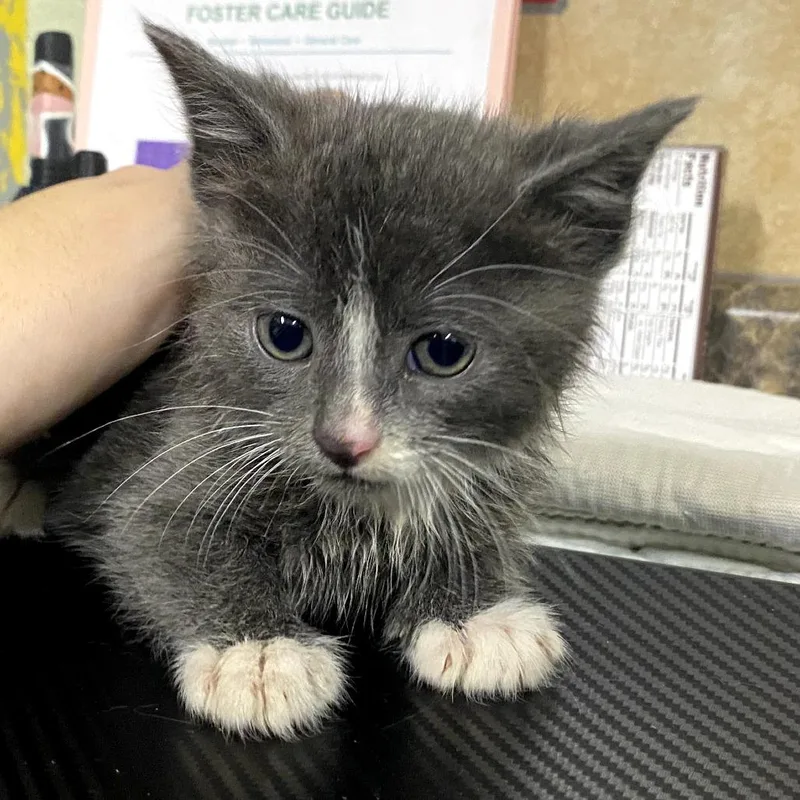 A baby small-sized male Gray / Blue / Silver Domestic Short Hair cat named Linka for adoption in Eureka Springs, AR
