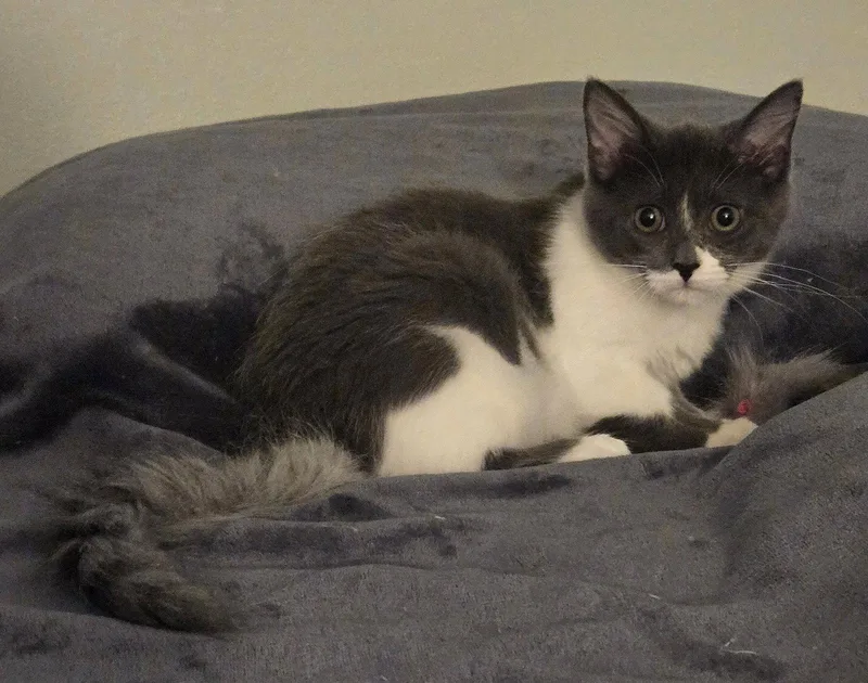 A baby medium-sized female Gray & White Domestic Medium Hair cat named Bellina for adoption in Walled Lake, MI