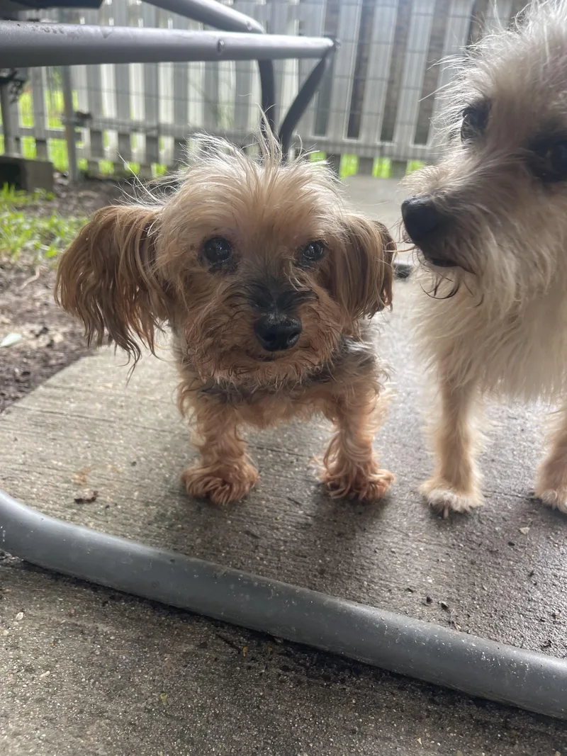 A senior small-sized female Yorkshire Terrier dog named Bella for adoption in Baton Rouge, LA