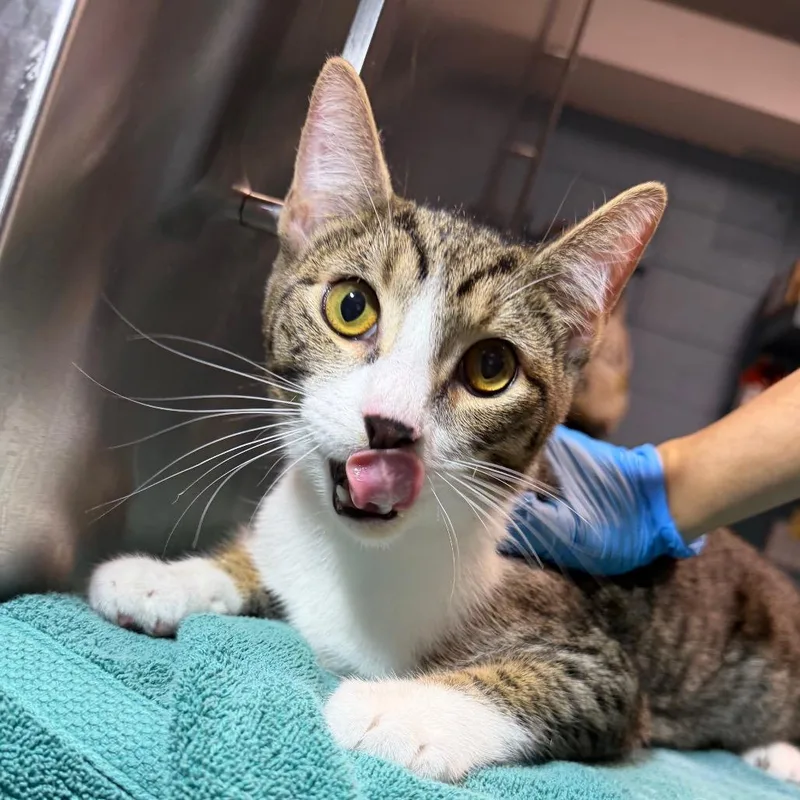 A young medium-sized male Brown / Chocolate Domestic Short Hair cat named Mr. Biscuits for adoption in Providence, RI