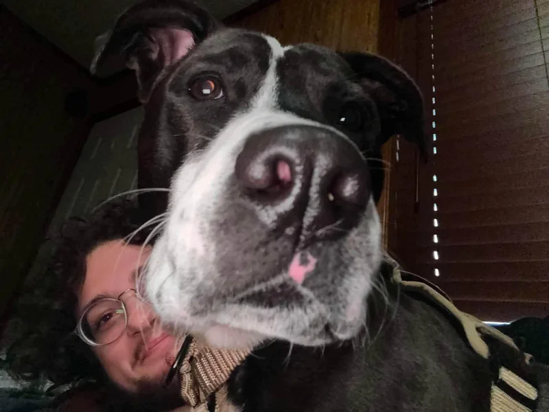 A young medium-sized male Mixed Breed dog named Winston HERE IN NH for adoption in Northwood, NH