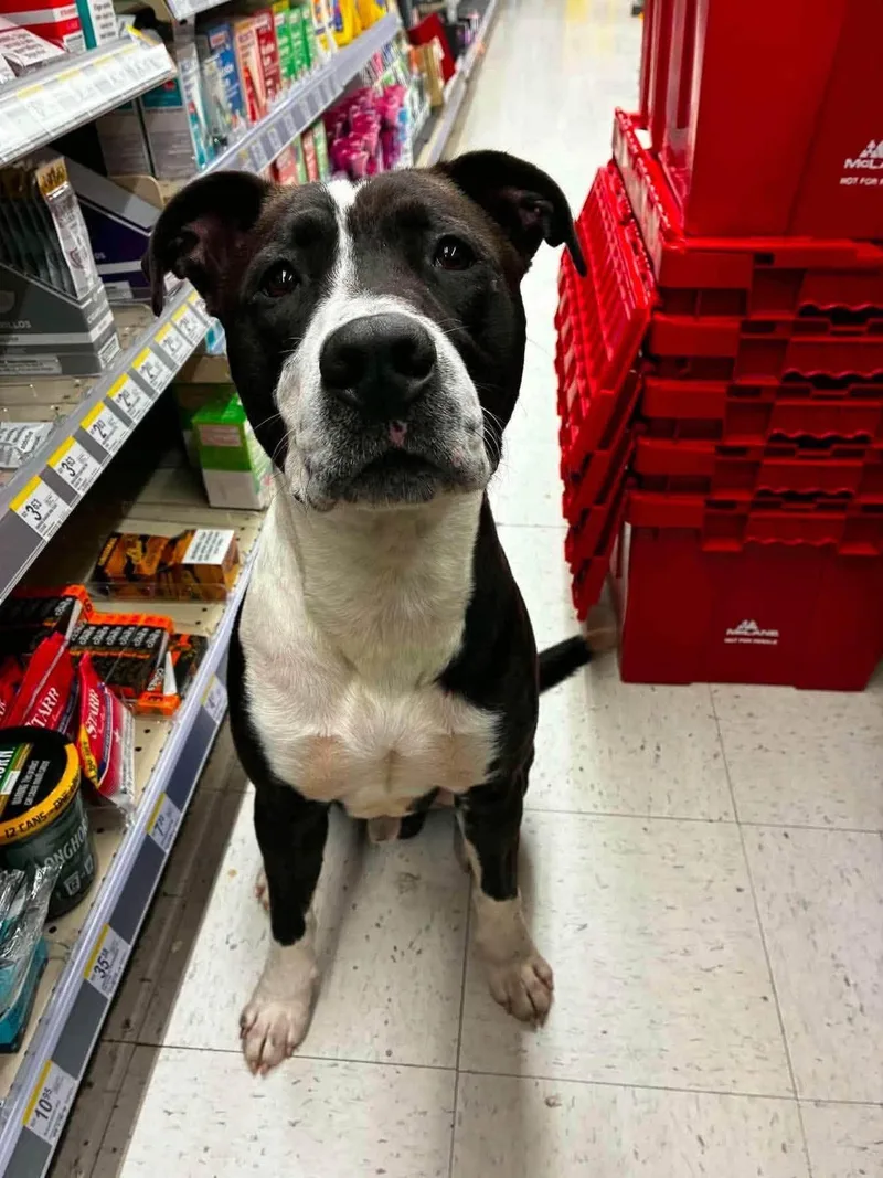 Winston HERE IN NH thumbnail 2