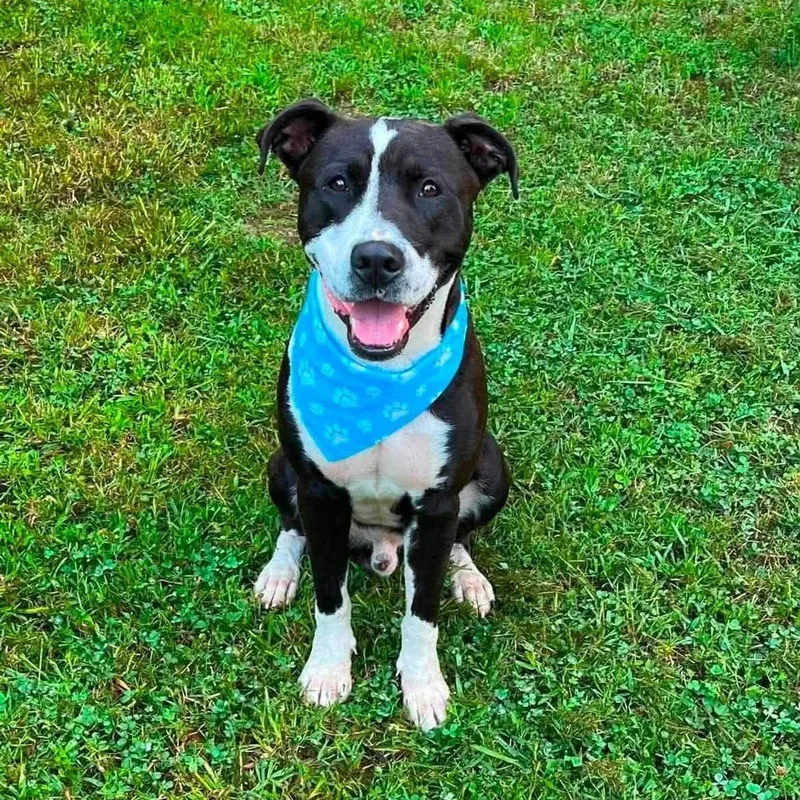 Winston HERE IN NH thumbnail 4