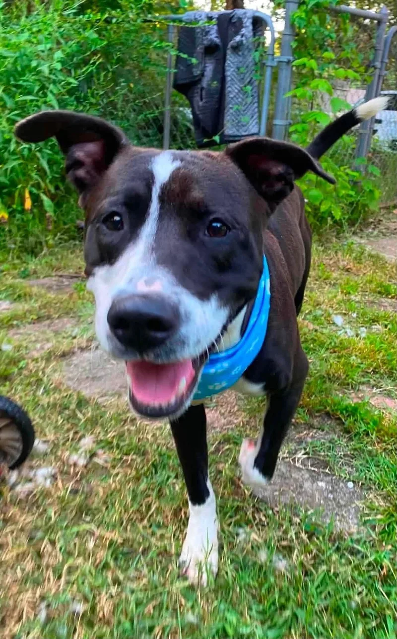 Winston HERE IN NH thumbnail 5
