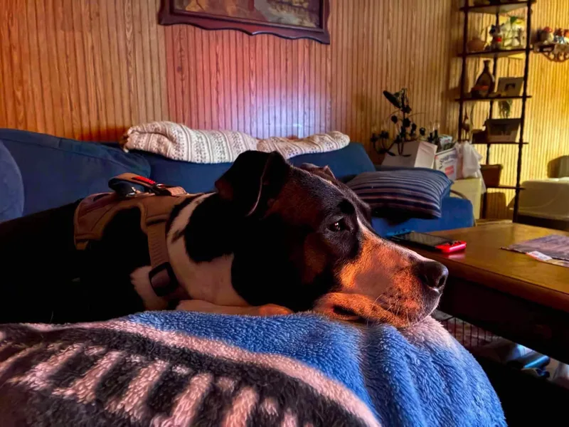 Winston HERE IN NH thumbnail 6
