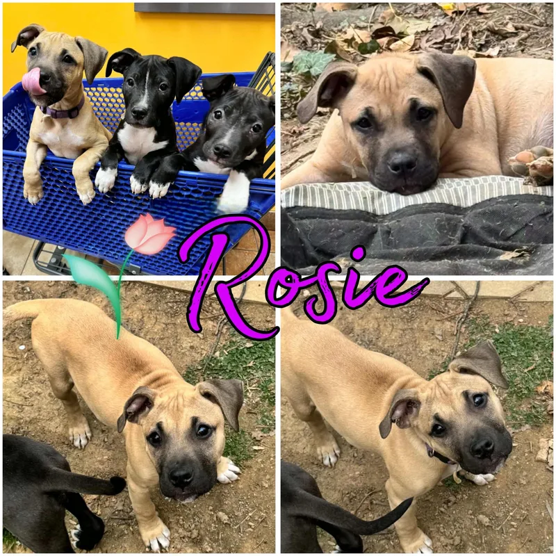 Rosie
