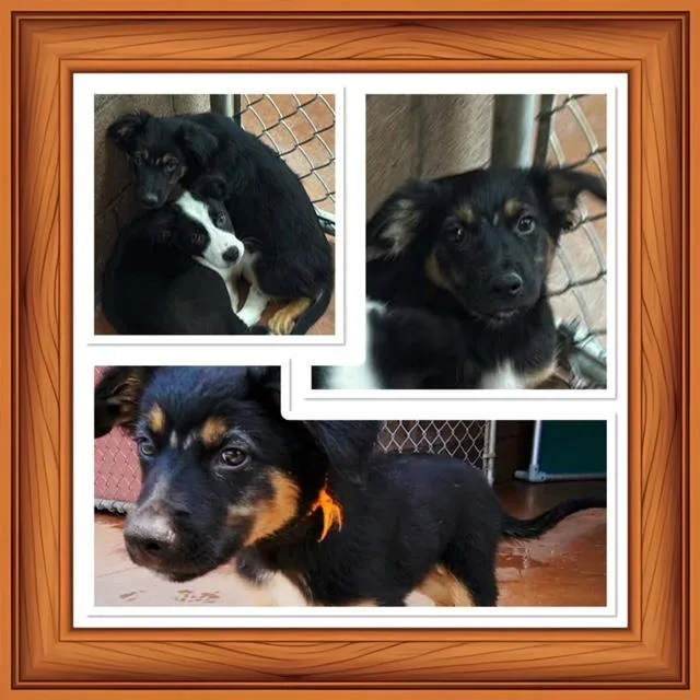 A baby medium-sized male Black Australian Shepherd dog named Jamison for adoption in Buckhannon, WV
