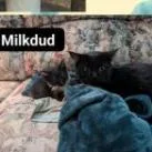 Milkdud thumbnail 2