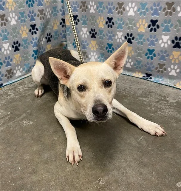 An adult large-sized male German Shepherd Dog dog named Elrick for adoption in Rosenberg, TX