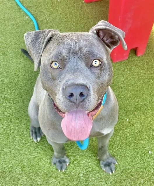 A young medium-sized male Staffordshire Bull Terrier dog named Scrabble for adoption in Olivette, MO