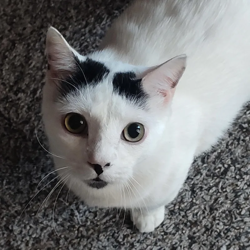 A young medium-sized male Black Domestic Short Hair cat named Yang for adoption in Liverpool, TX