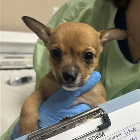 A baby small-sized male Chihuahua dog named Salmon for adoption in Tempe, AZ