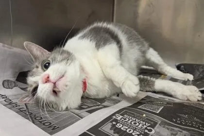 An adult extra large-sized female Domestic Short Hair cat named Tartar Sauce for adoption in Westland, MI