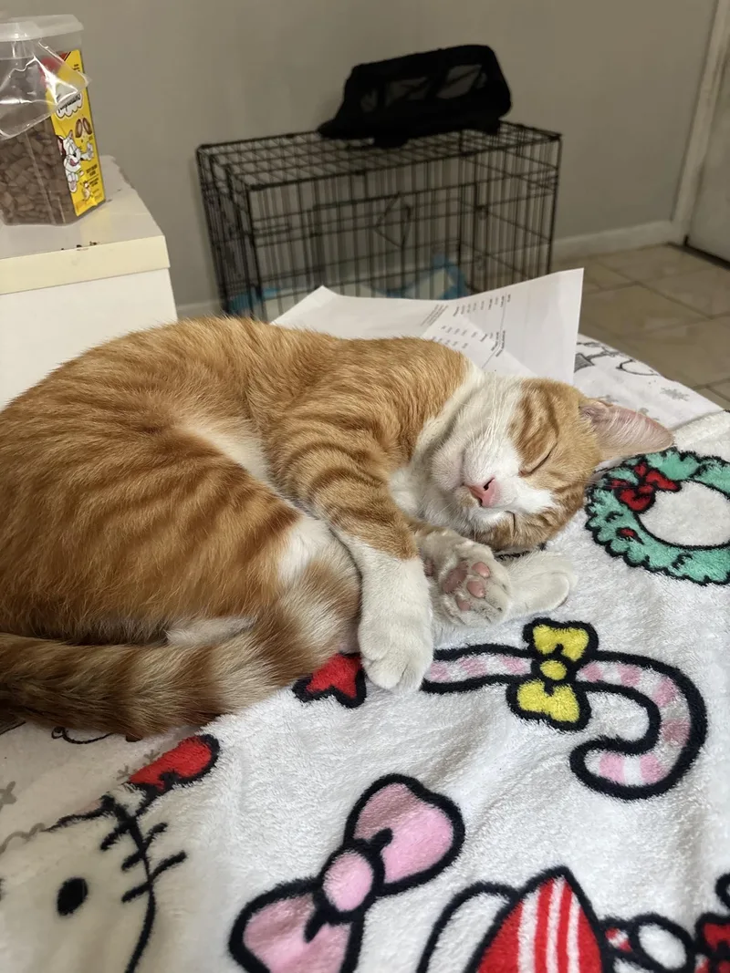 A young medium-sized male Tabby (Orange / Red) Domestic Short Hair cat named Theo for adoption in Sherman Oaks, CA