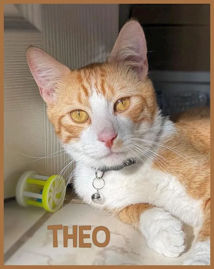 Theo thumbnail 5