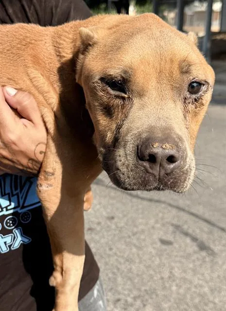 A young medium-sized male American Staffordshire Terrier dog named Boy for adoption in San Antonio, TX