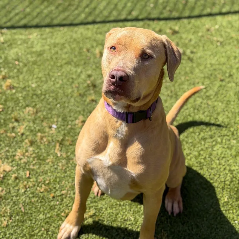 A young large-sized male Yellow / Tan / Blond / Fawn Terrier dog named Dozer for adoption in Gainesville, GA