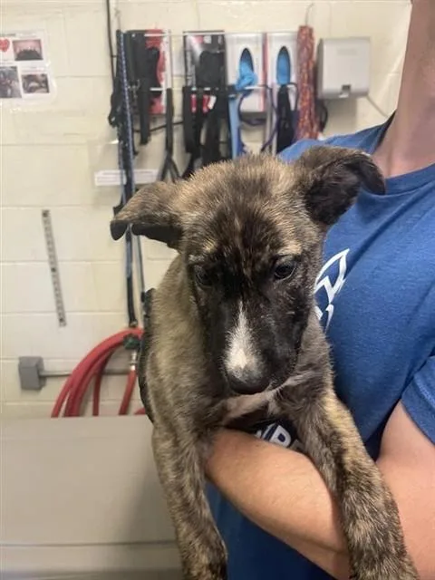 A baby small-sized male Pit Bull Terrier dog named Sunshine for adoption in Sacramento, CA