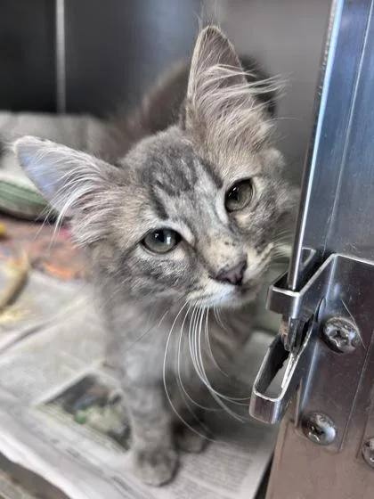 A baby small-sized female Domestic Medium Hair cat named Sabra for adoption in Houston, TX