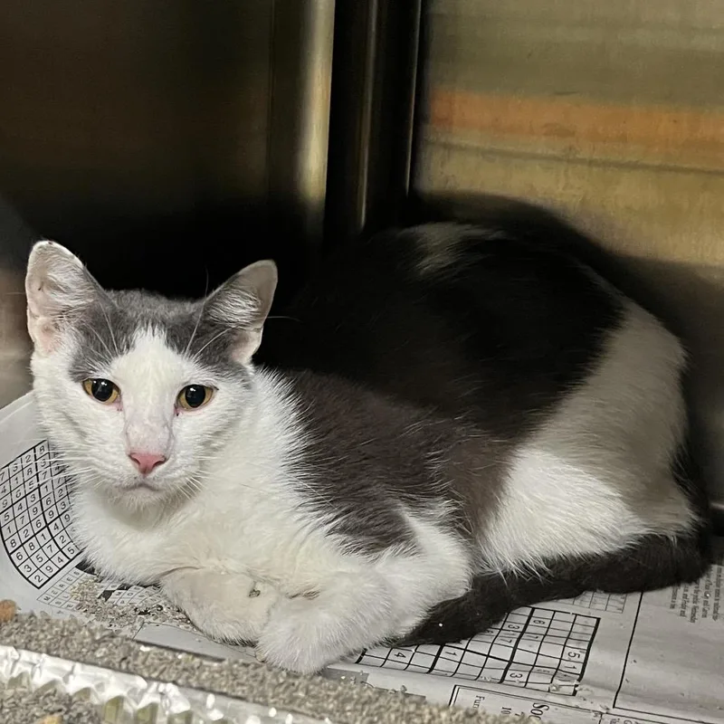 An adult medium-sized female Gray / Blue / Silver Domestic Short Hair cat named Madeline for adoption in Pauls Valley, OK
