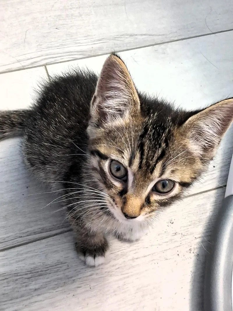 A baby small-sized male Domestic Short Hair cat named Bagel for adoption in Mount Pleasant, SC