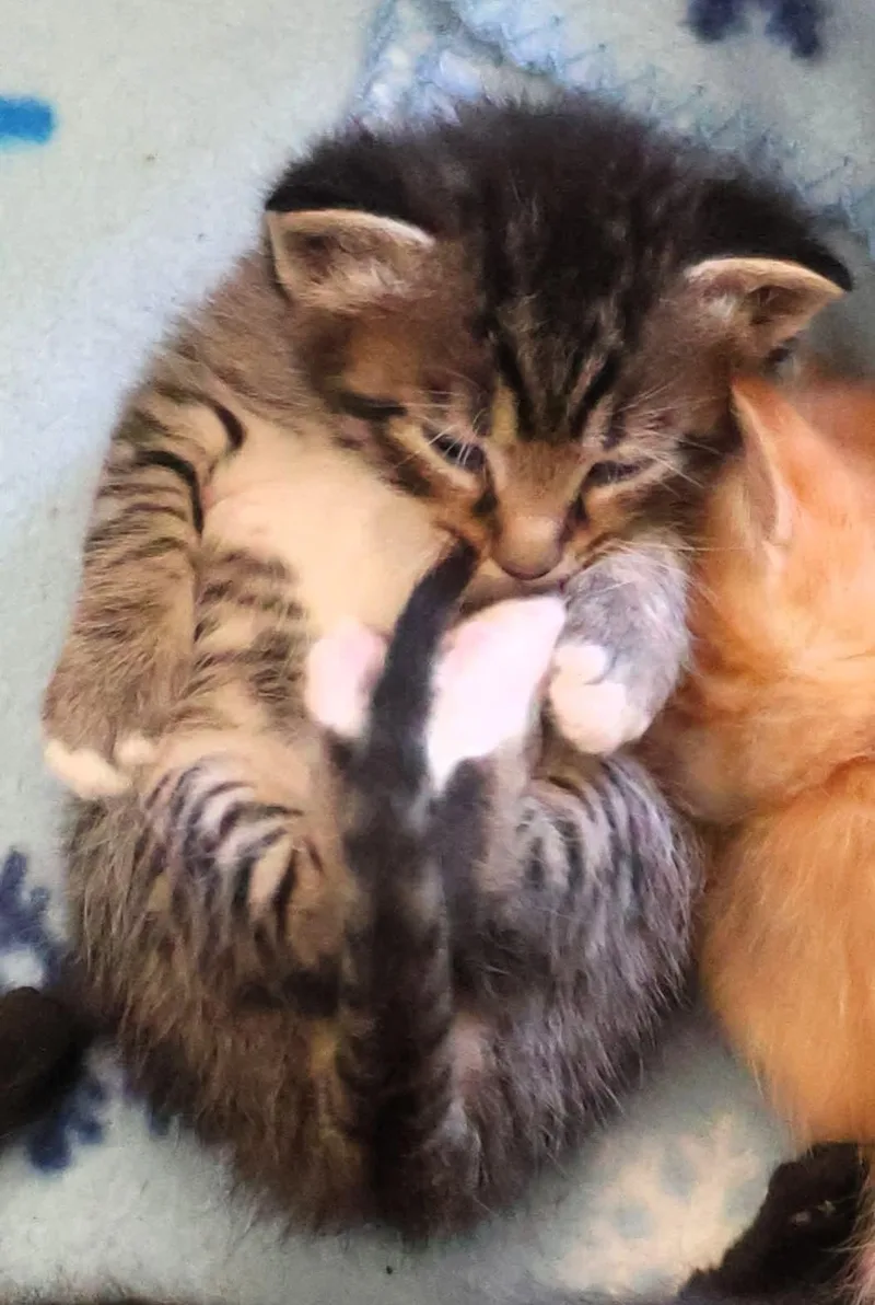 Bagel thumbnail 2