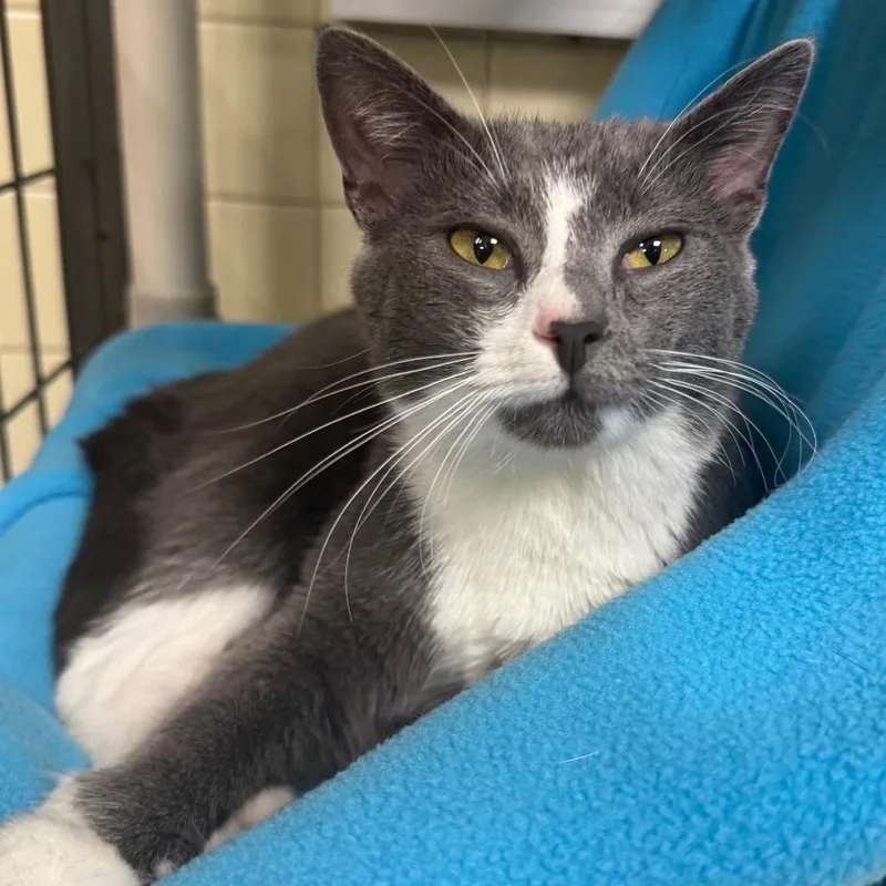 A baby medium-sized female Domestic Short Hair cat named Clemens for adoption in Olean, NY