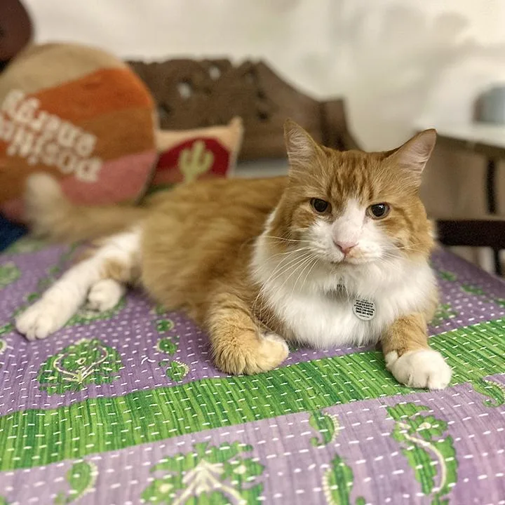 A senior large-sized male Orange & White Domestic Long Hair cat named Sammy for adoption in Long Beach, CA