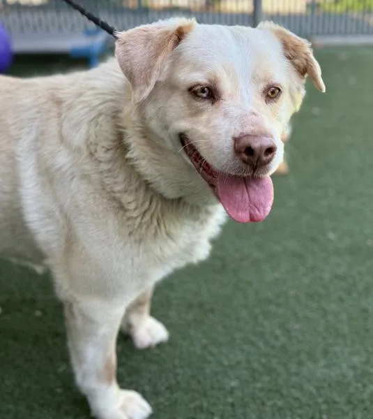 Stevie Nicks thumbnail 5