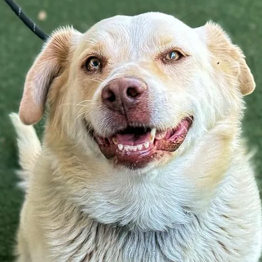 An adult large-sized female Golden Retriever dog named Stevie Nicks for adoption in Los Angeles, CA