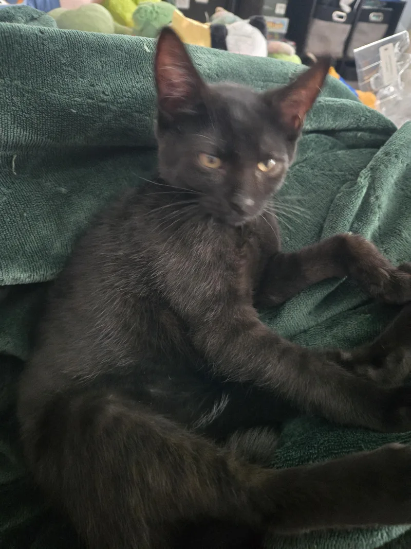 A baby small-sized male Domestic Short Hair cat named Harmonica for adoption in Bethel Park, PA