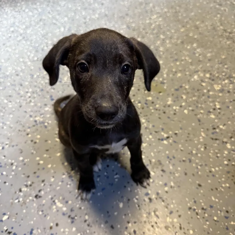 A baby small-sized male Brindle Terrier dog named Scooter for adoption in Tuscaloosa, AL