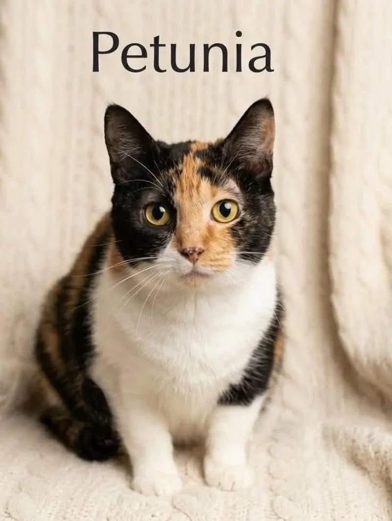 Petunia  Declawed thumbnail 2