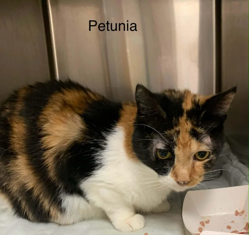 Petunia  Declawed thumbnail 3
