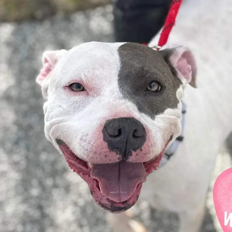 An adult medium-sized female Pit Bull Terrier dog named Thes for adoption in Baldwin, MD