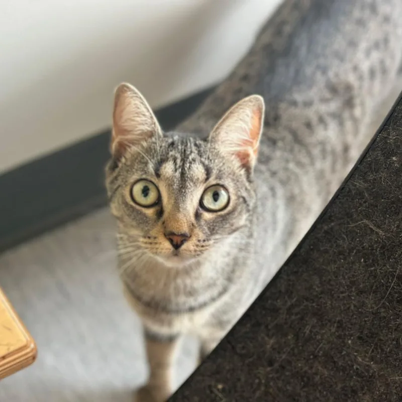 A young small-sized female Domestic Short Hair cat named Gretchen for adoption in Port Washington, NY