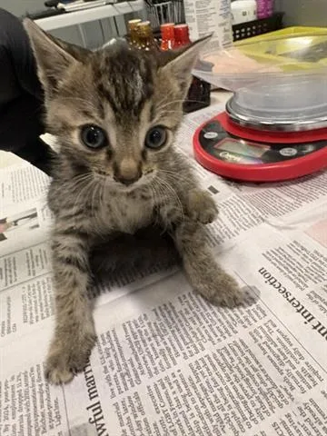A baby small-sized female Domestic Short Hair cat named Mocha for adoption in San Martin, CA