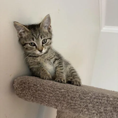 A baby small-sized female Tabby (Tiger Striped) Tabby cat named Sardine for adoption in Knoxville, TN