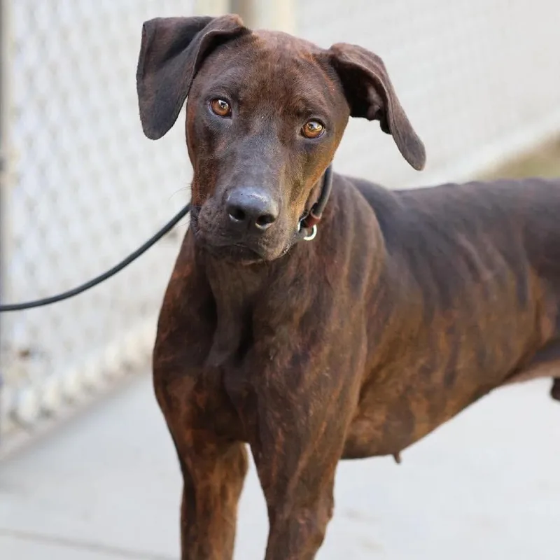 An adult large-sized male Brown / Chocolate Mixed Breed dog named Hunter for adoption in San Francisco, CA