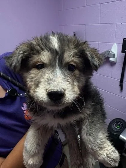 A baby small-sized female Black Mixed Breed dog named 60828042 for adoption in El Paso, TX