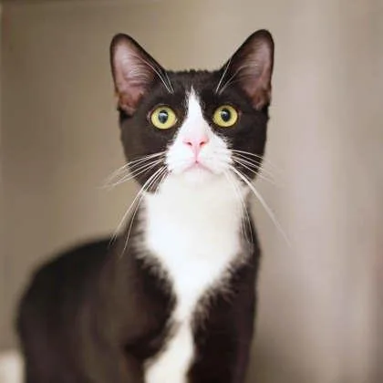 A young small-sized male Black Domestic Short Hair cat named Croc for adoption in Atlanta, GA