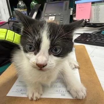 A baby small-sized female Black Domestic Short Hair cat named Organza for adoption in West Palm Beach, FL