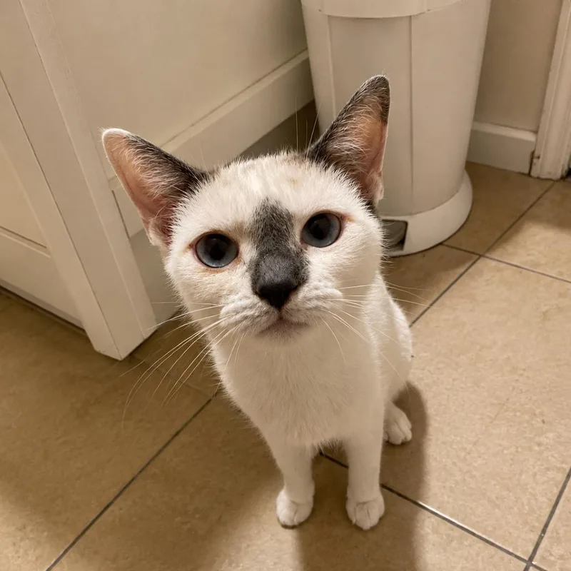 An adult small-sized female White Siamese cat named Anastasia for adoption in Tustin, CA
