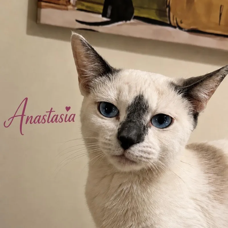 Anastasia thumbnail 2