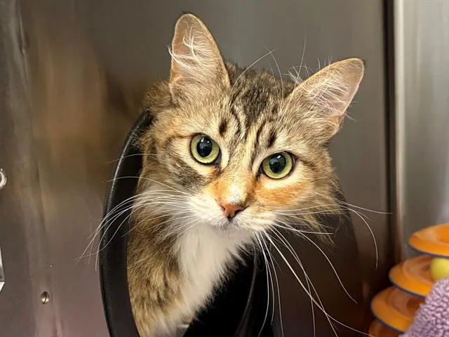 An adult small-sized female Domestic Short Hair cat named Mindy for adoption in Santa Rosa, CA